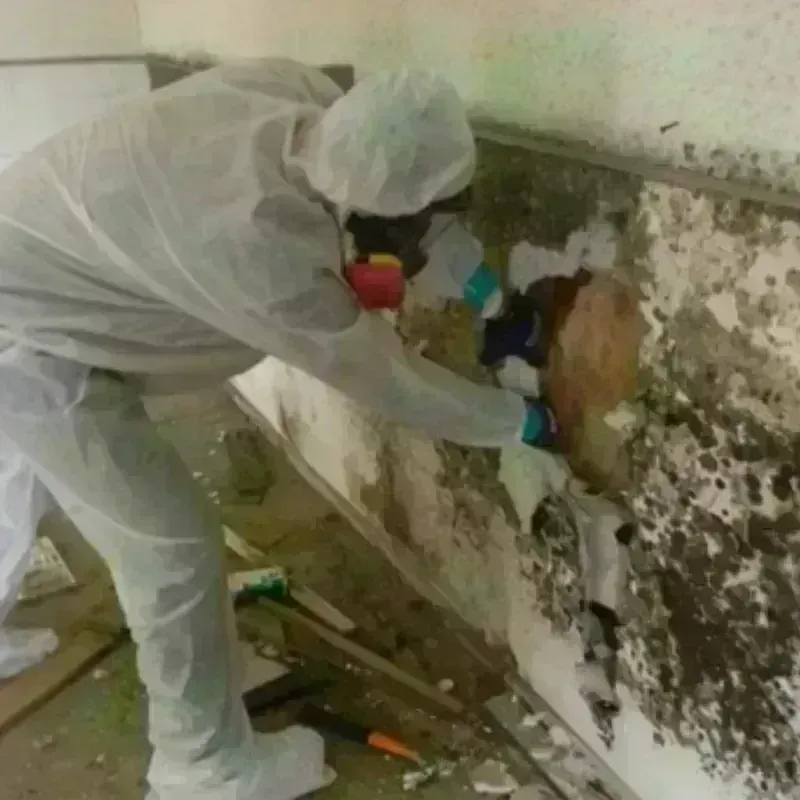 Mold Remediation and Removal in Moweaqua, IL